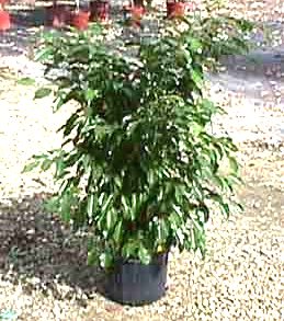 8" Ficus Wintergreen Bush